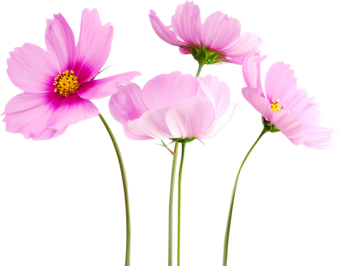 Cosmos Flowers