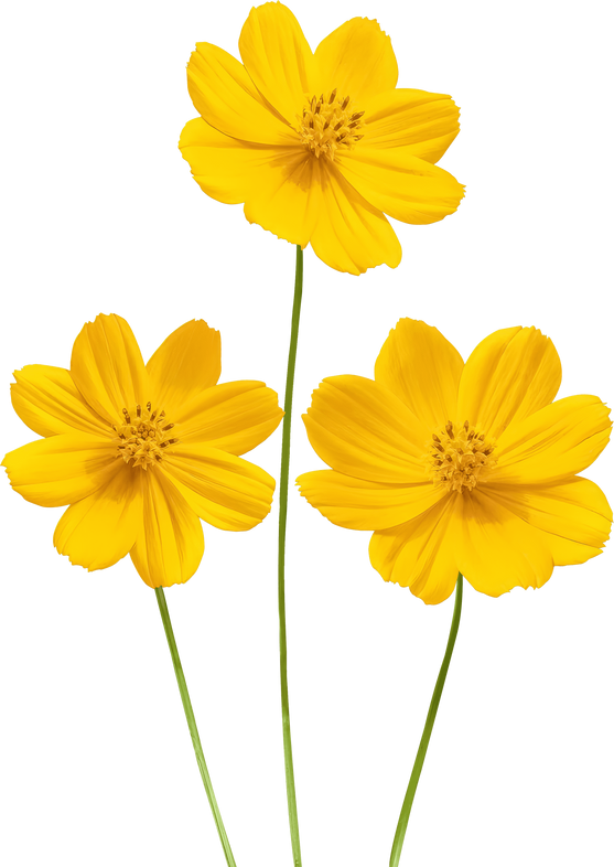 Sulfur cosmos Flowers