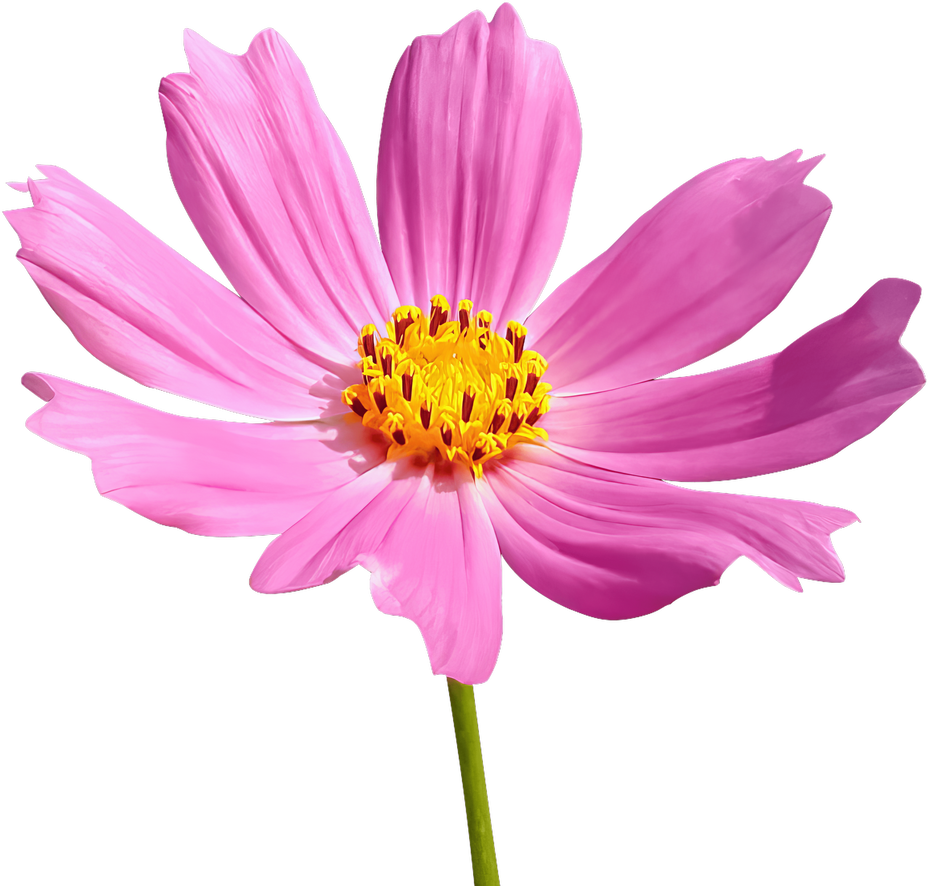 Pink Cosmos