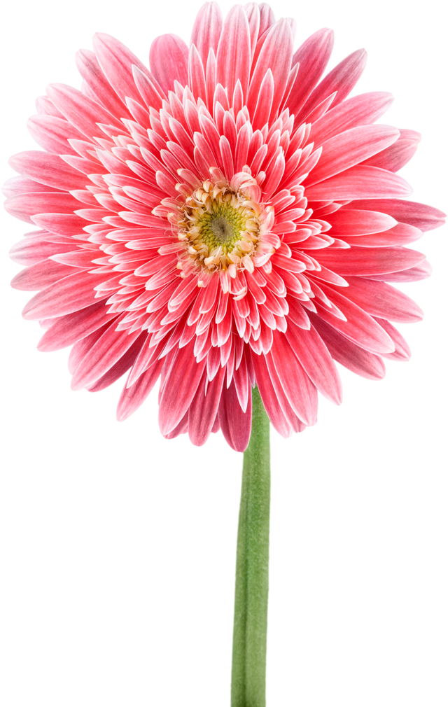 Pink Gerbera Flower