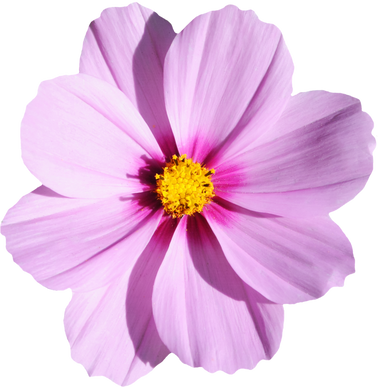 Cosmos Flower