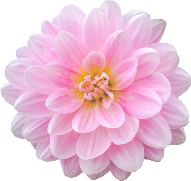 Pink Dahlia Flower