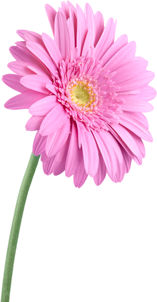 Pink Gerbera Daisy